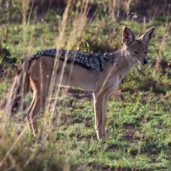 Jackal in the Grass