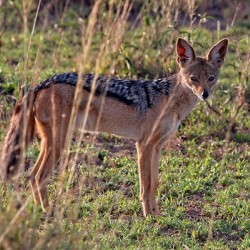 Silent Watcher of the Plains