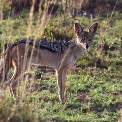 Black-Backed Jackal