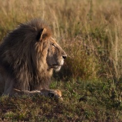 Lion in Evening Light