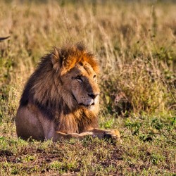 Majestic Morning King