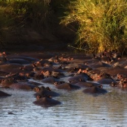 The Hippo Crowd