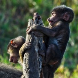 Baboons youth