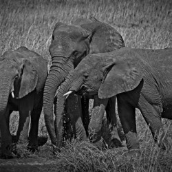 Elephants at the Waterhole
