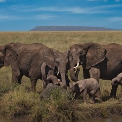 Elephant Family Gathering