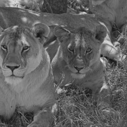 Sisters of the Savannah