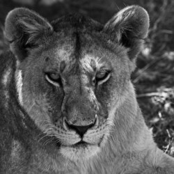 The Lioness Stare