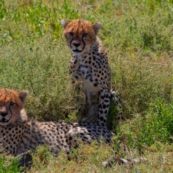 Cheetah Siblings at Rest