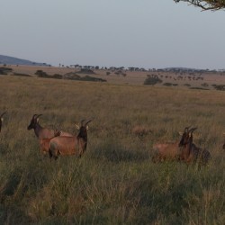 Sentinels of the Plains