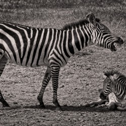 Zebras at Rest