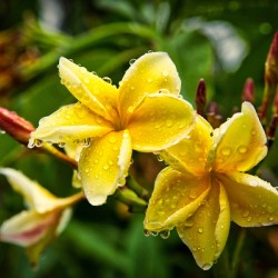 Yellow Plumeria After Rain