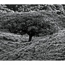 Lone Tree in the Hills