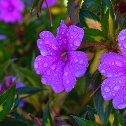 Dew-Kissed Magenta Blossoms