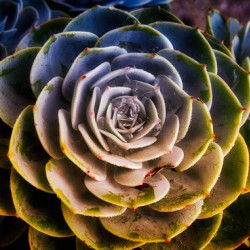 Radiant Succulent Spiral