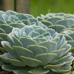 Succulent Rosettes