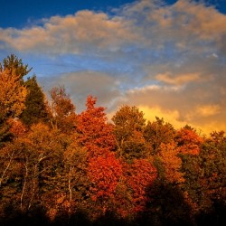 Golden Hour in the Treetops