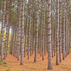 Symmetry of the Woods