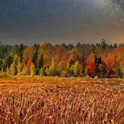 Autumn Forest Under a Starry Sky