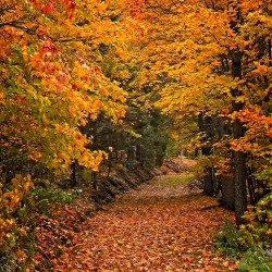 Pathway to Autumn
