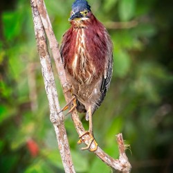 Little Forest Acrobat