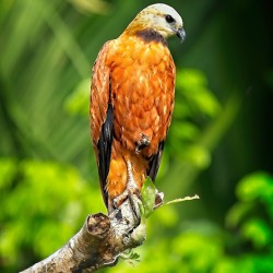 Golden Forest Guardian