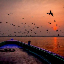 Dawn Flight Over Still Waters
