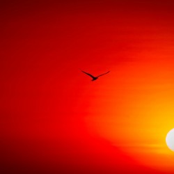 Flight Into the Fire Sky