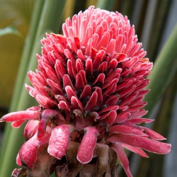 Torch Ginger Bloom