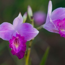 Purple Orchid Pair
