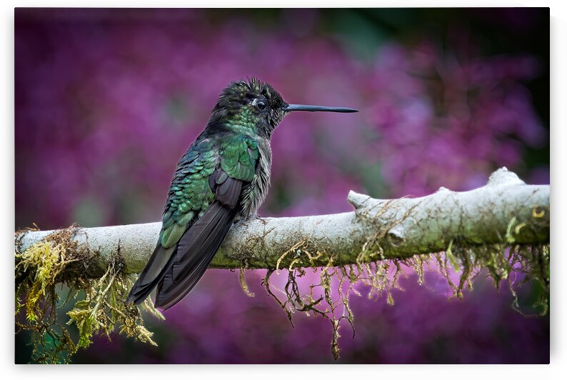 Quiet Jewel by Chirag Pandya