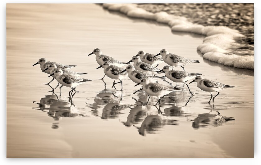 Gentle Pursuit by Chirag Pandya