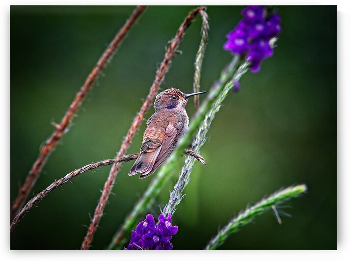 Dance of Nectar by Chirag Pandya