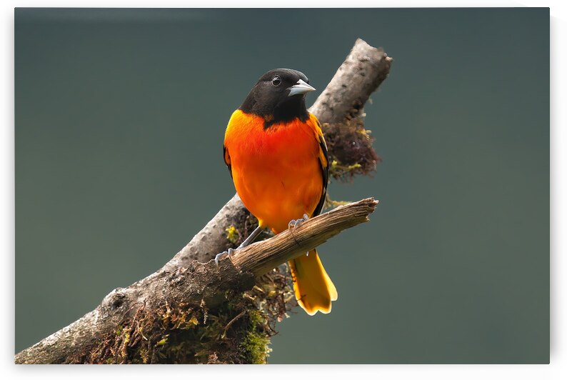 Fire in the Canopy by Chirag Pandya