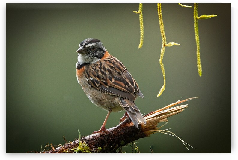 Perched in the Green Mist by Chirag Pandya