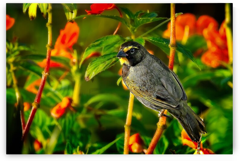 Sunlit Garden Glow by Chirag Pandya