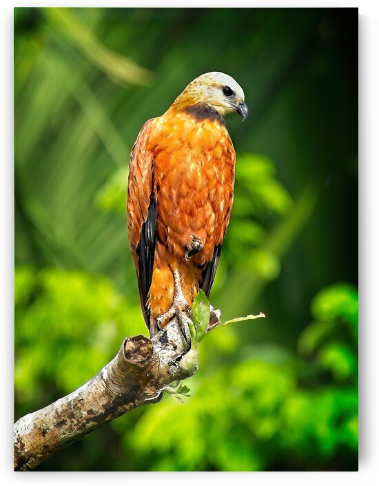 Golden Forest Guardian by Chirag Pandya