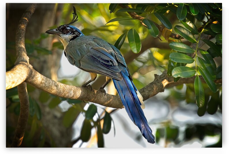 Blue-Crest Sentinel by Chirag Pandya