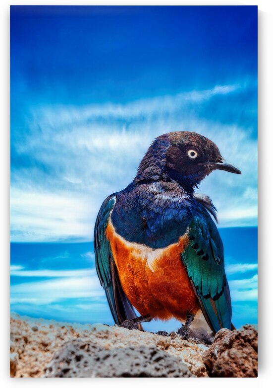 Skyfire Starling by Chirag Pandya