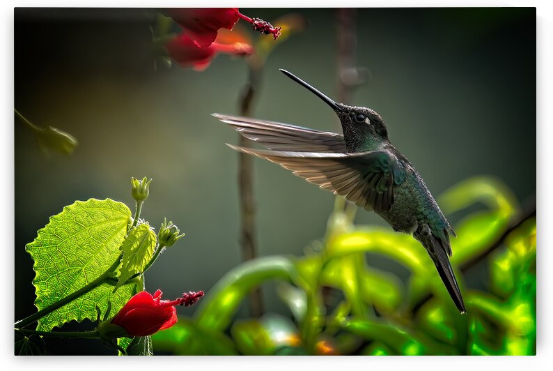 The Nectar Dancer by Chirag Pandya