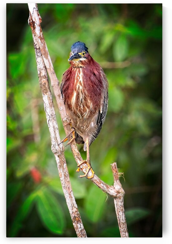Little Forest Acrobat by Chirag Pandya