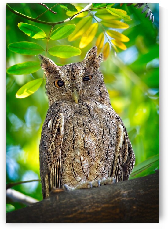 Silent Sentinel by Chirag Pandya