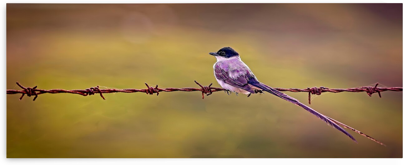 Feathered Sunset by Chirag Pandya