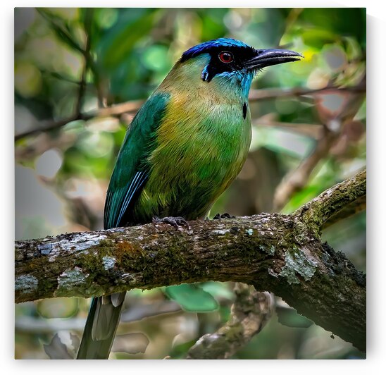 Jungle Jewel by Chirag Pandya