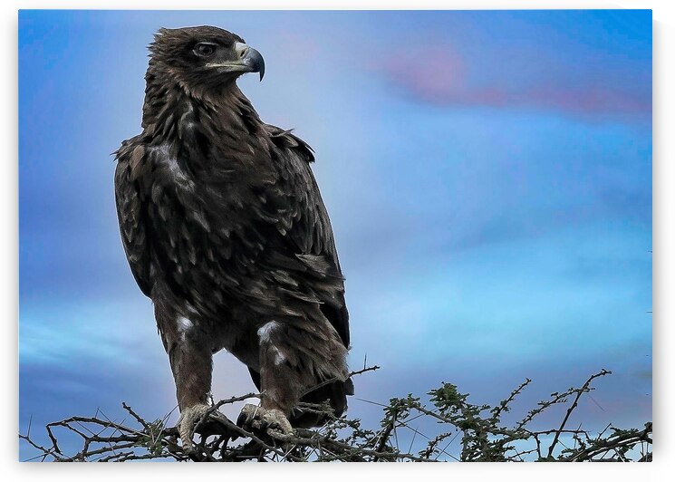 Sky Monarch by Chirag Pandya