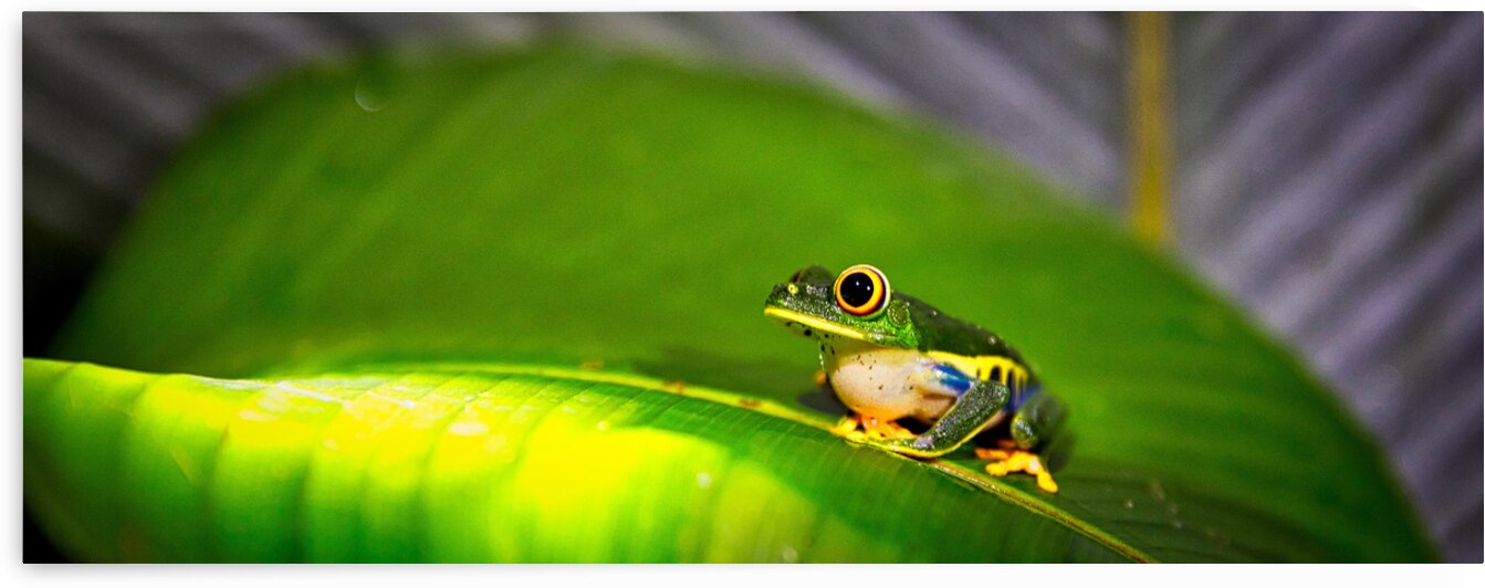 Frog on Leaf by Chirag Pandya