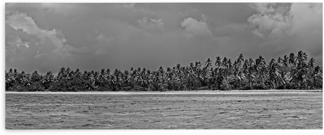 Palm Forest in Black & White by Chirag Pandya