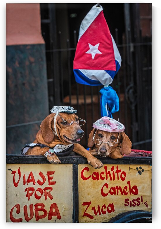Cuban Companions by Chirag Pandya