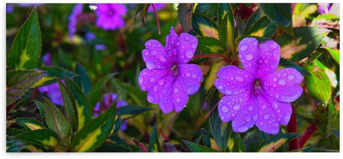 Dew-Kissed Magenta Blossoms by Chirag Pandya
