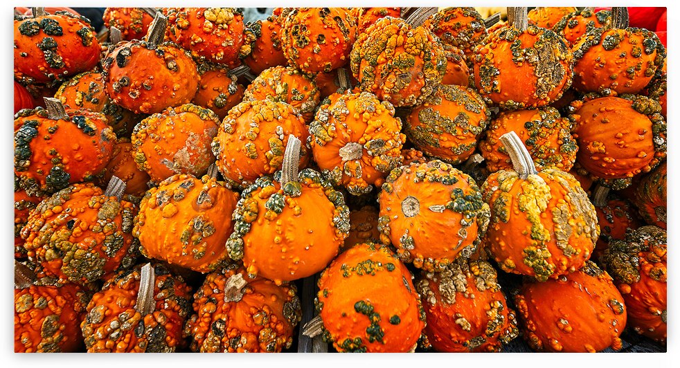 Autumn Harvest Glow by Chirag Pandya