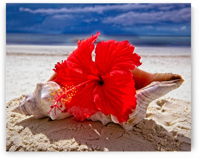 Hibiscus and Seashell Still Life by Chirag Pandya